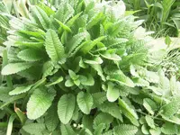 DSCN9127.webp