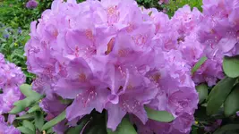 0a4.webp