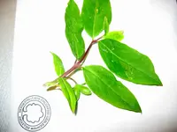 Bild 002.webp