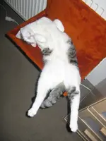 Bigfoot der Tierheimkater.webp