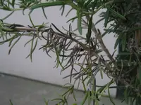 Rosmarinstämmchen1.webp