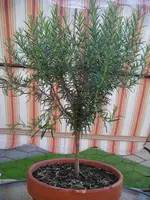 Rosmarinstämmchen2.webp