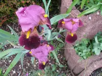 groß violett.webp