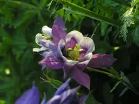 Akelei 3.webp