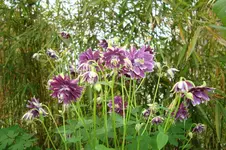 DSC04221.webp