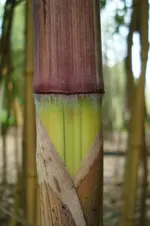 DSC04242.webp