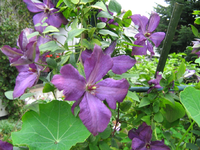 IMG_1243.webp