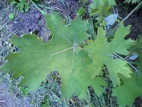 15-05-09_1402.webp