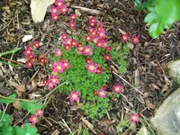 100_0533.webp