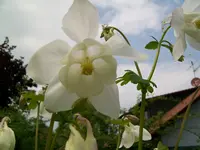 100_0526.webp