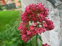100_0705.webp
