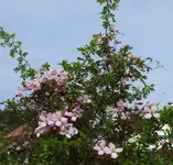 P1050757_600_574.webp