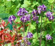 P1050749_600_507.webp