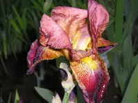 Iris.webp