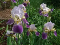 Fatum_.webp