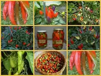 Chillies.webp