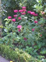 gartenbilder 028.webp gartenbilder 028.webp