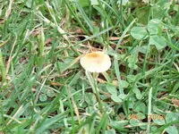 Pilz1.webp