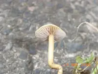 Pilz3.webp