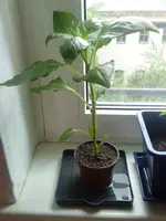 Paprika.webp
