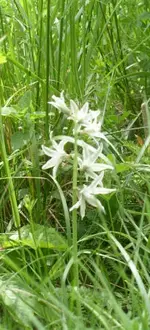 mysteryflower.webp