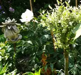 P1050789_600_562.webp
