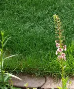 P1050786_502_600.webp