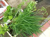 100_0723.webp