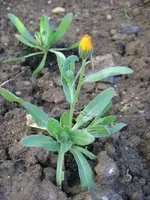 Indianerringelpietz.webp Indianerringelpietz.webp