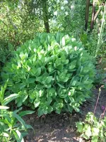 Fette Fetthenne.webp