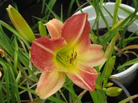 pointer poet3_1024x768.webp