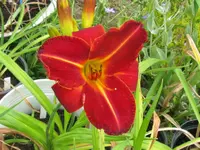 shola_1024x768.webp