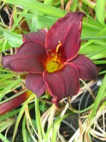 super purple_576x768.webp