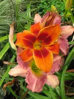 015_576x768.webp