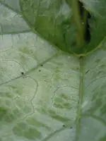P7282238.webp
