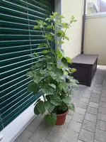 P7282251.webp