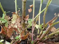 P7282218.webp