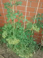 2013-07-27 15.27.00.webp