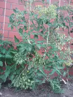 2013-07-27 15.20.16.webp