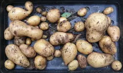 Kartoffeln im Eimer-Ernte.webp