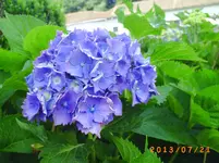 juli13 010.webp