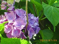 juli12 034.webp