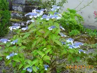 juli13 003.webp