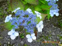 juli13 001.webp