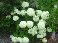 juli14 036.webp