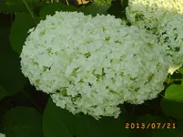 juli14 010.webp