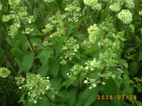 juli14 038.webp