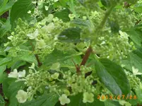 juli14 040.webp