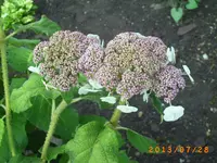 juli14 022.webp