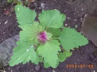 juli14 023.webp